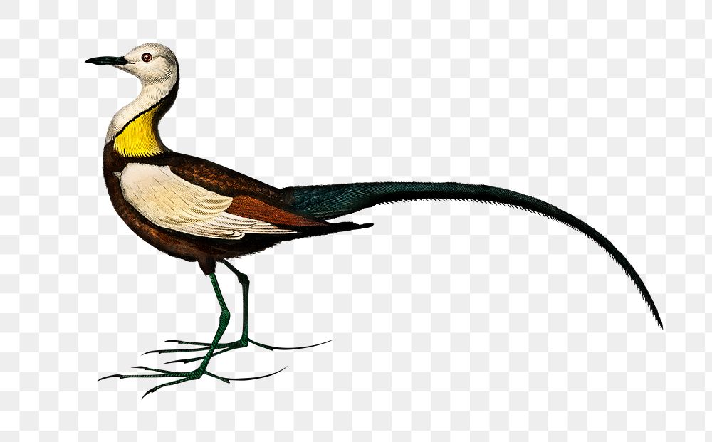 Vintage pheasant tailed jacana bird | Free PNG Sticker - rawpixel