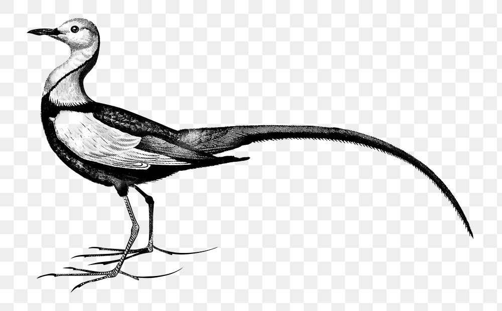 Vintage pheasant tailed jacana bird png, remix from artworks by Charles Dessalines D'orbigny