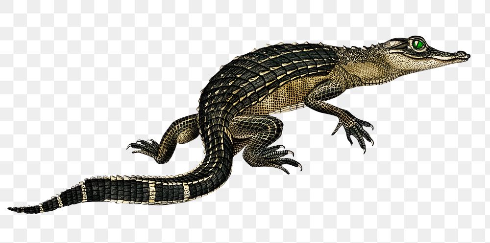 Vintage alligator png reptile, remix from artworks by Charles Dessalines D'orbigny