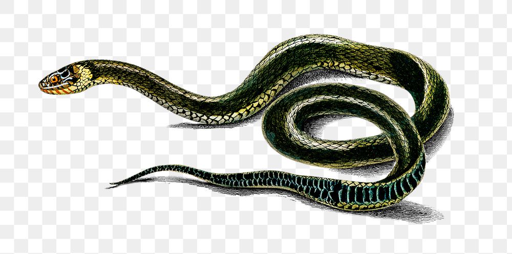 Vintage grass snake png reptile animal, remix from artworks by Charles Dessalines D'orbigny