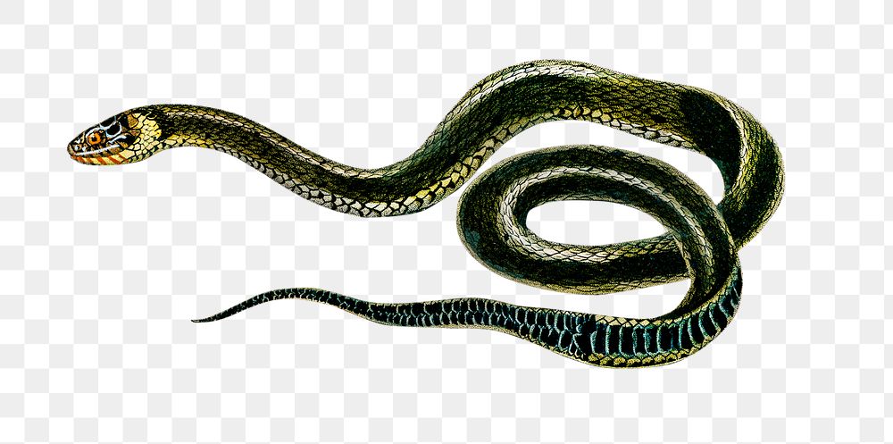 Vintage grass snake png reptile animal, remix from artworks by Charles Dessalines D'orbigny