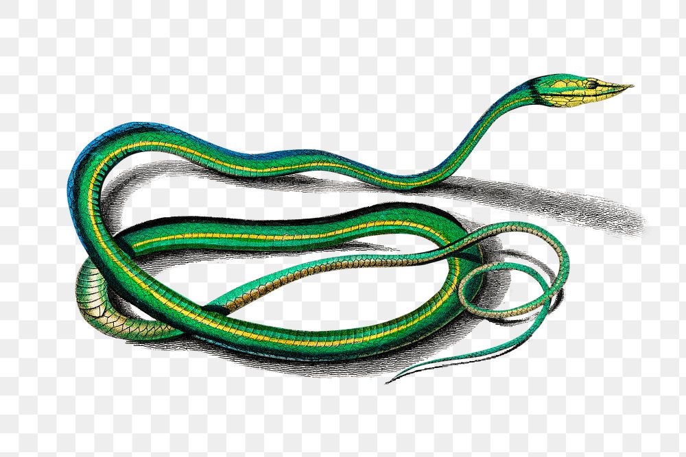 Vintage green vine snake png reptile, remix from artworks by Charles Dessalines D'orbigny
