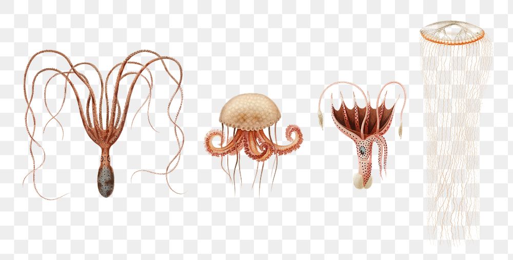 Png jellyfish octopus squid cephalopod set, remix from artworks by Charles Dessalines D'orbigny