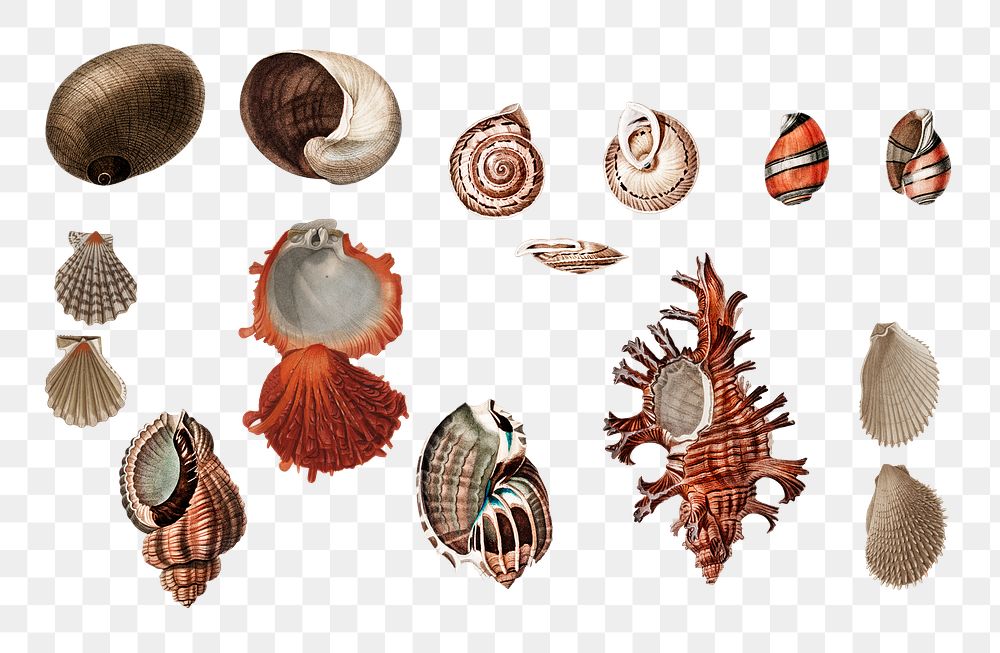 Png sea snail shell set, remix from artworks by Charles Dessalines D'orbigny