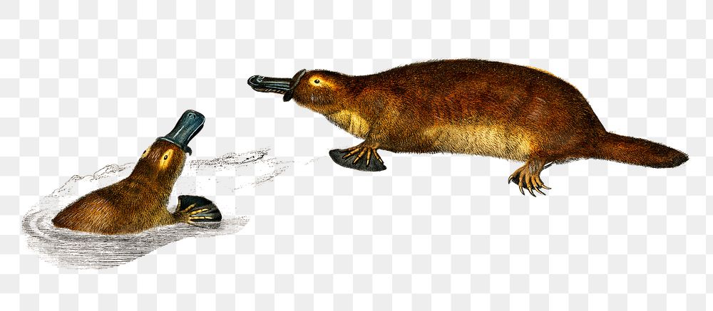 vintage platypus png animal, remix from artworks by Charles Dessalines D'orbigny