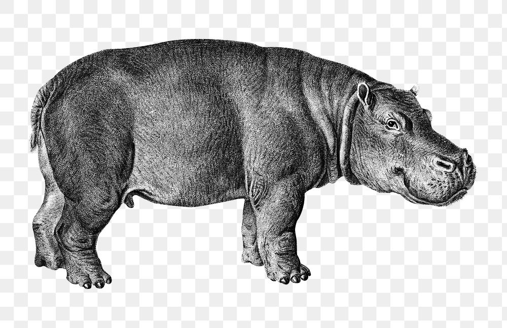 Vintage hippopotamus png animal, remix from artworks by Charles Dessalines D'orbigny