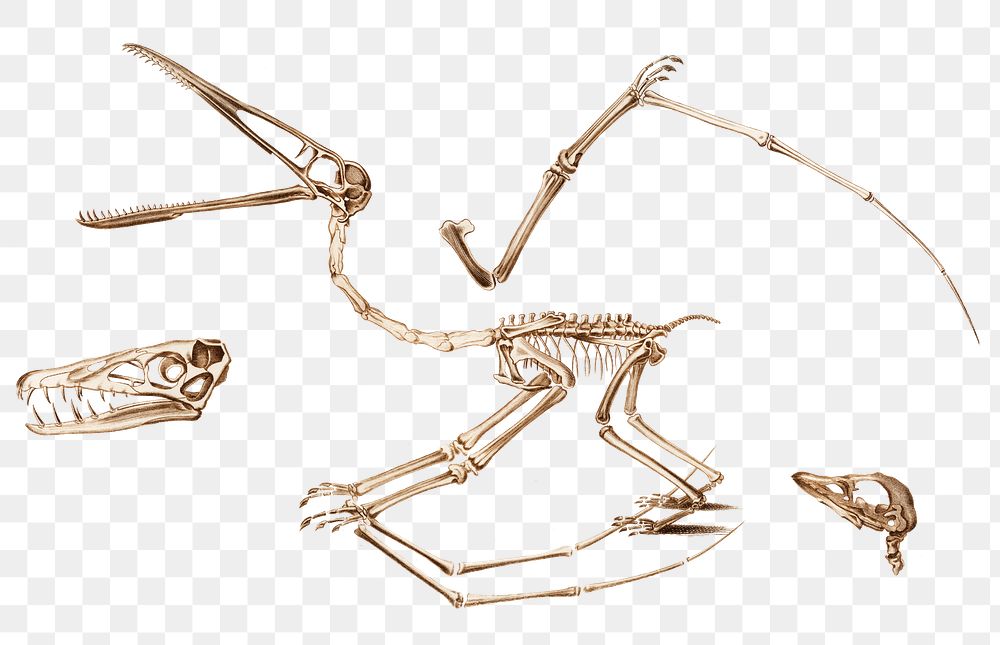 Png extinct Pterosaur fossil skeleton, remix from artworks by Charles Dessalines D'orbigny