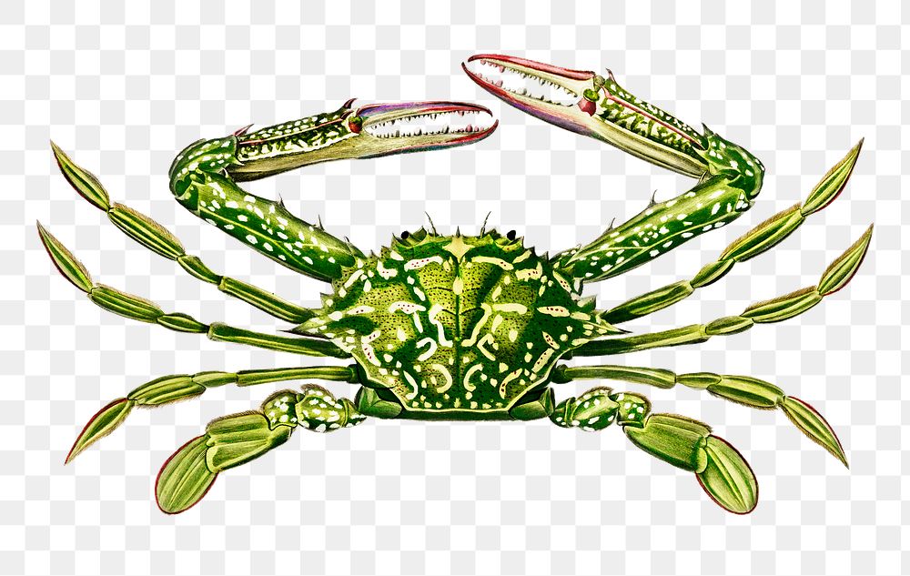 Hand drawn png green crab, remix from artworks by Charles Dessalines D'orbigny