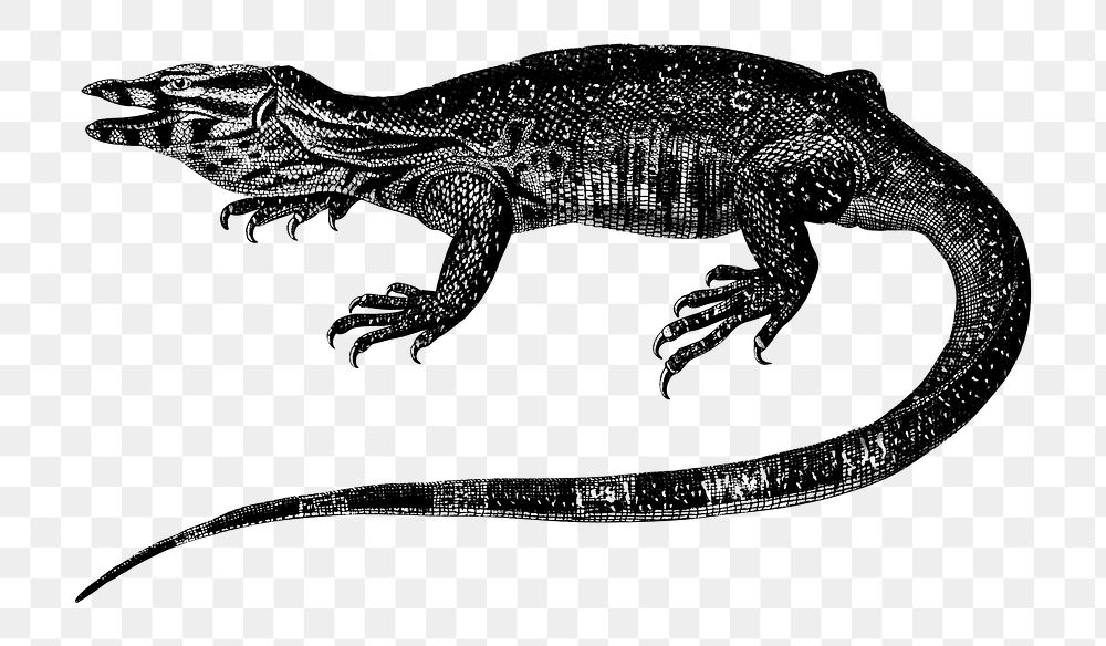 Vintage water monitor png lizard, remix from artworks by Charles Dessalines D'orbigny