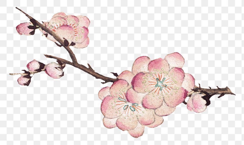 Chinese plum blossom png design element, remix from artworks by Zhang Ruoai