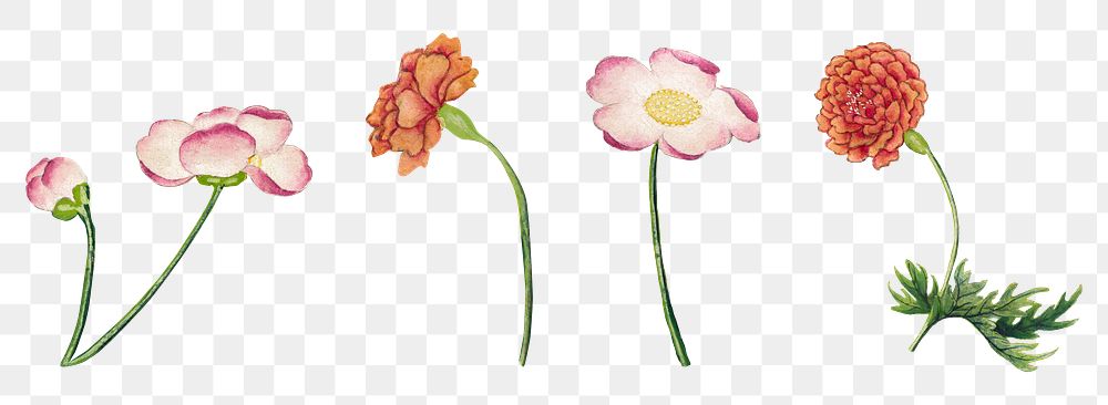 Mallow and peony flower png sticker set, remix from artworks by Zhang Ruoai