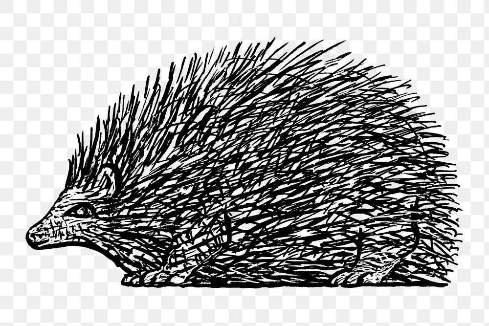 Hedgehog png sticker vintage illustration, remixed from artworks from Leo Gestel