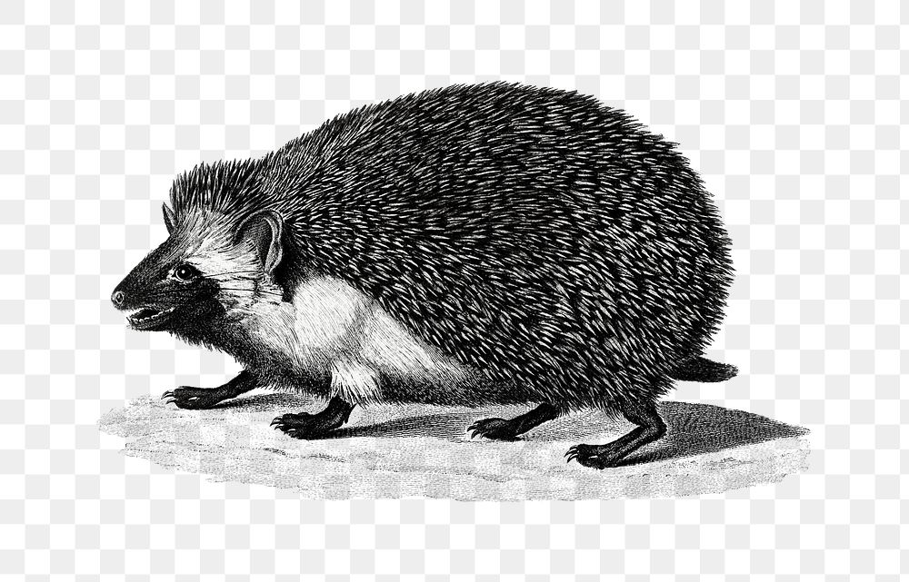 Black and white hedgehog png