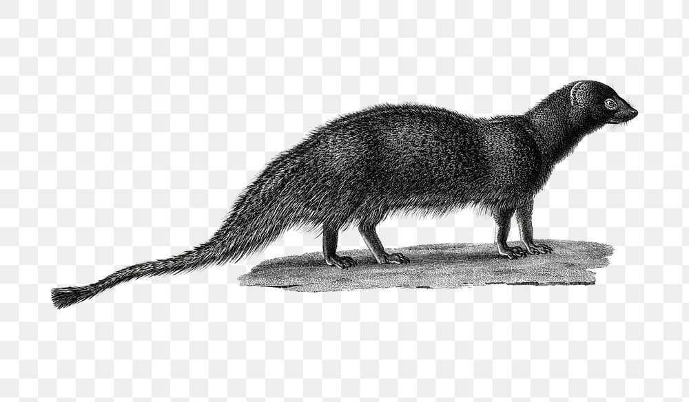 Black and white mongoose png