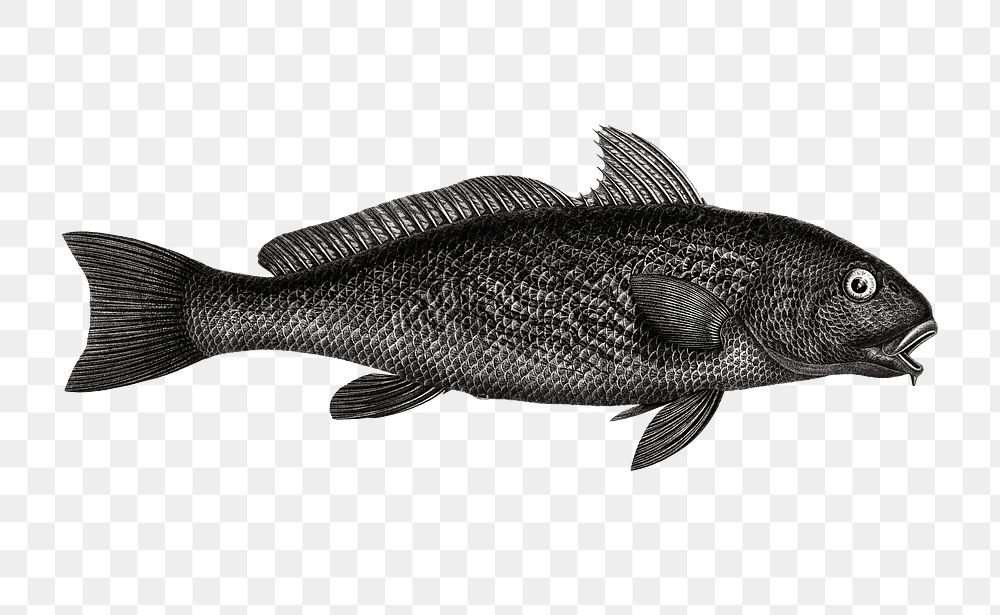 Black fish png illustration