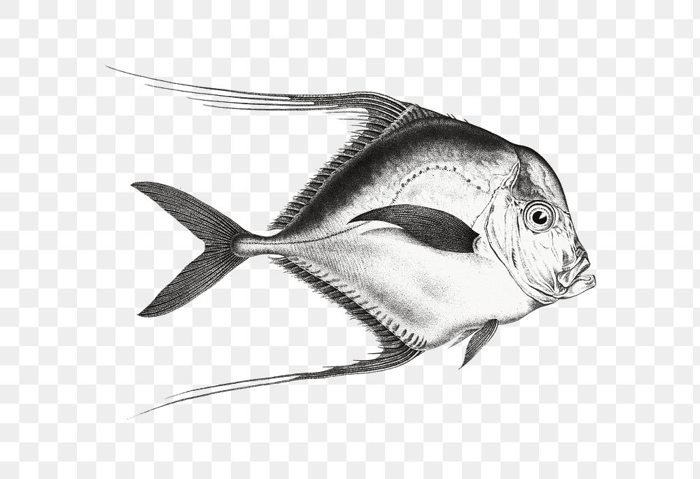 Hand drawn png fish black and white