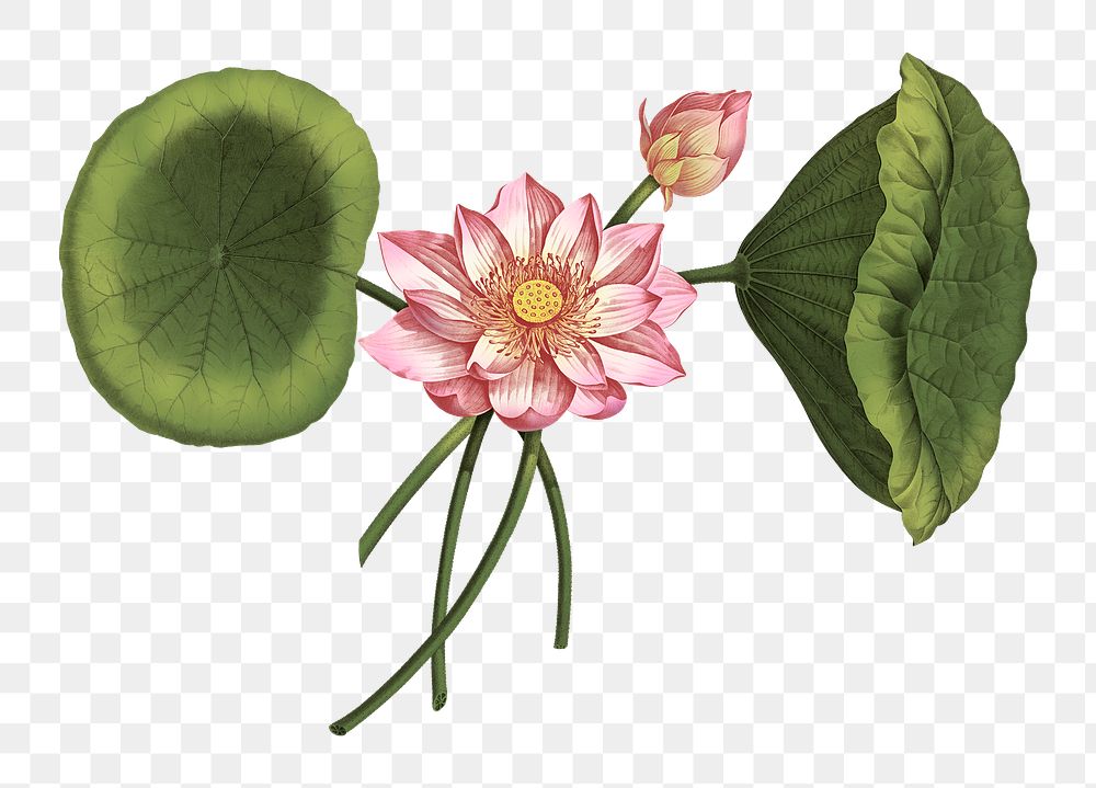 Pink lotus with green leaves png vintage sketch