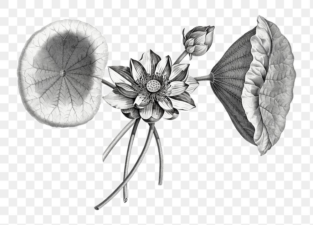 Black and white lotus png vintage sketch