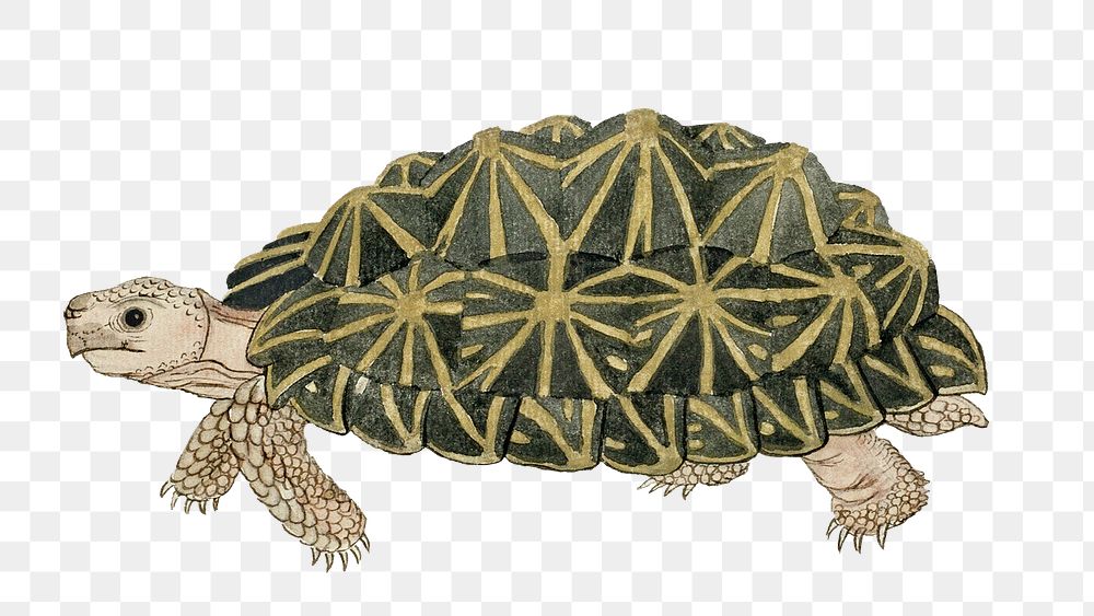 Tent tortoise png vintage animal illustration, remixed from the artworks by Robert Jacob Gordon