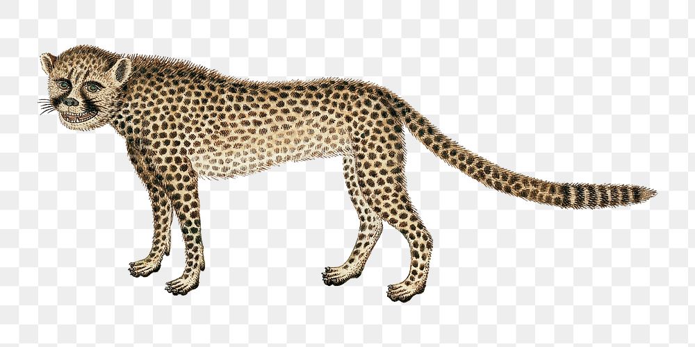 Cheetah png vintage animal illustration, remixed from the artworks by Robert Jacob Gordon
