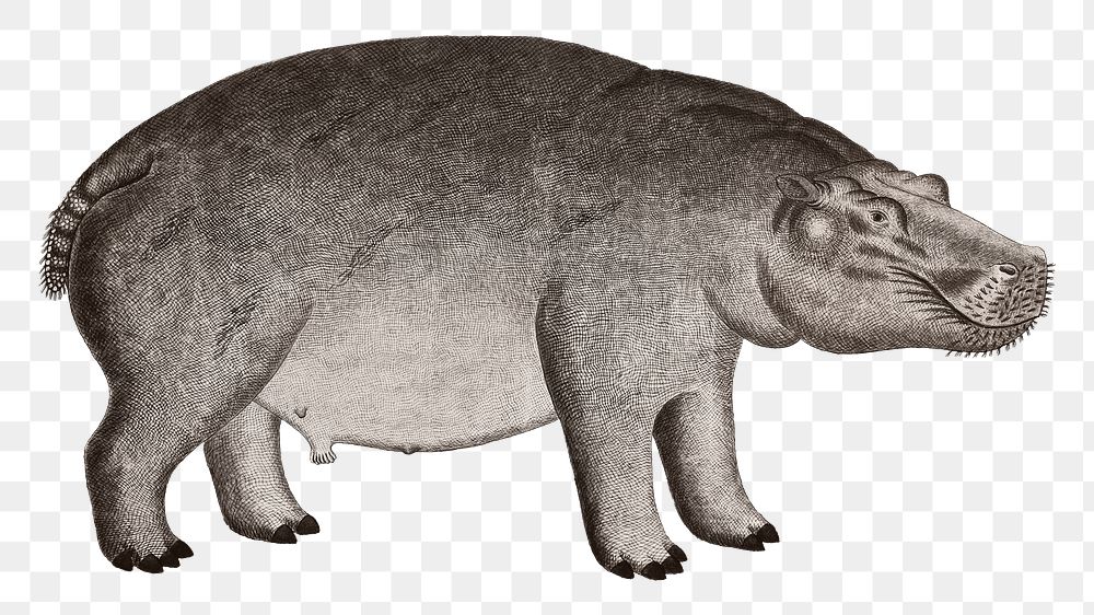 Hippopotamus png vintage animal illustration, remixed from the artworks by Robert Jacob Gordon