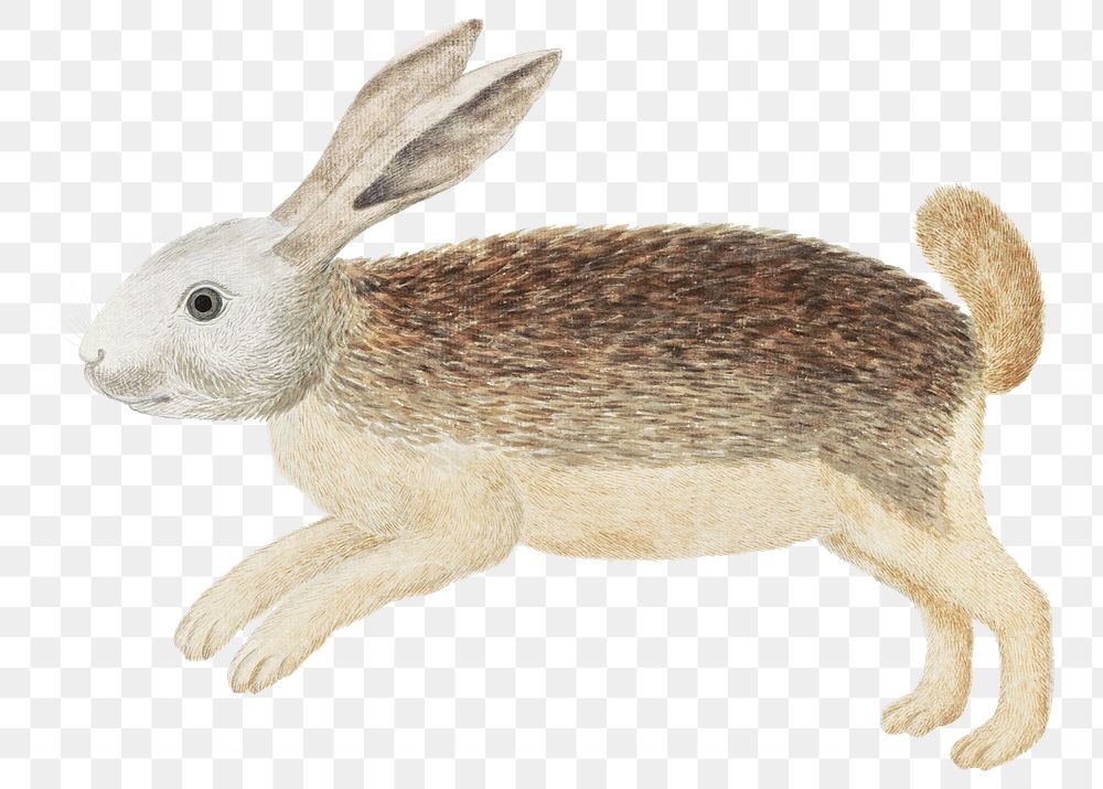 Karoo hare png vintage animal illustration, remixed from the artworks by Robert Jacob Gordon