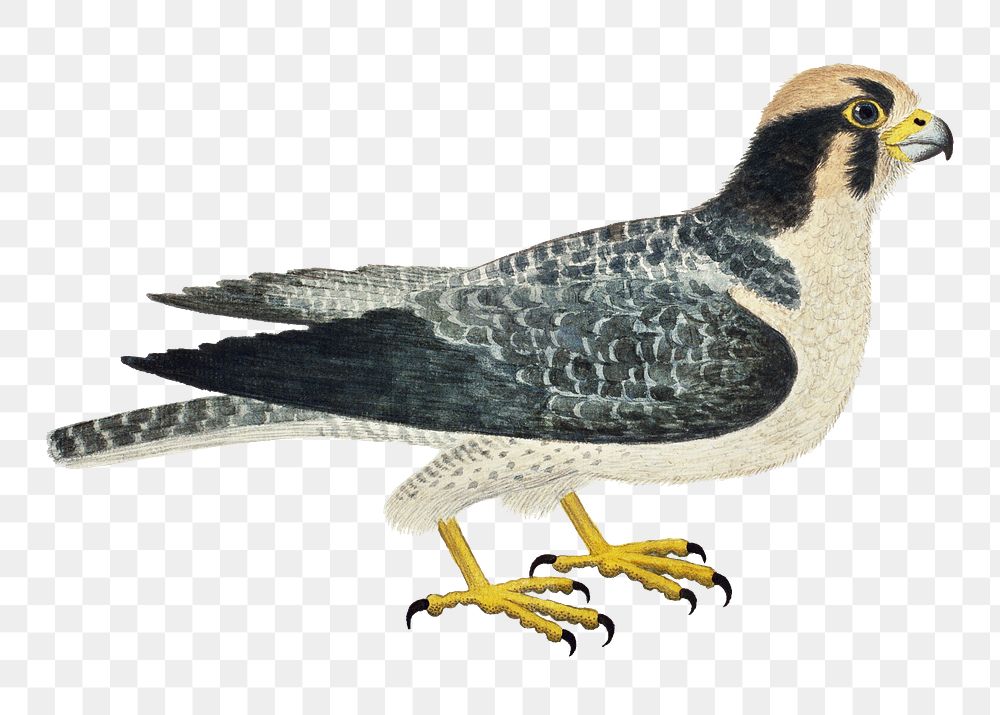 Lanner falcon png vintage animal illustration, remixed from the artworks by Robert Jacob Gordon