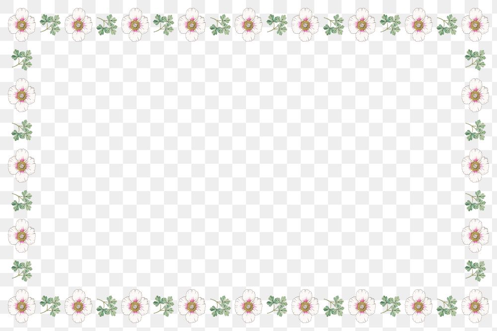 Vintage white poppy flower frame transparent png design element
