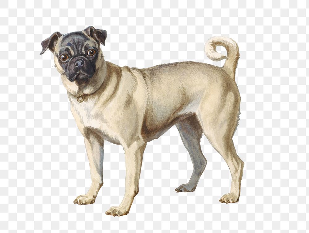 Painting of a small pug dog transparent png