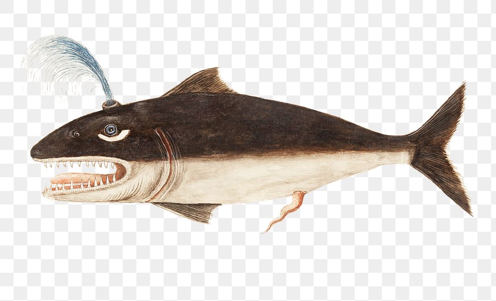 Vintage whale fish illustration