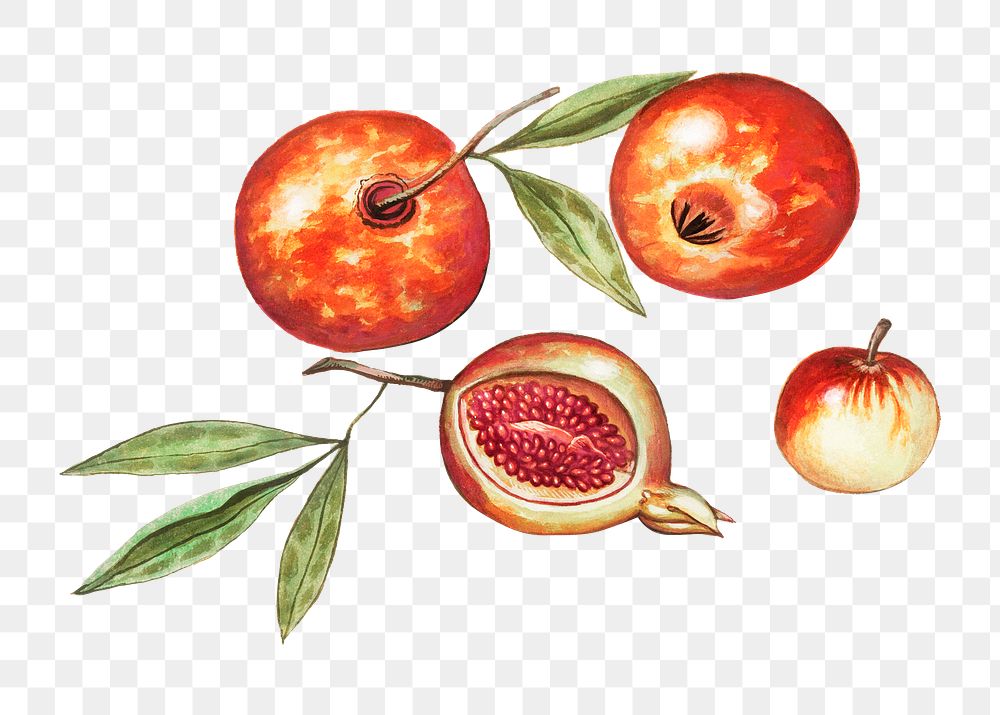 Vintage pomegrantes harvest  illustration