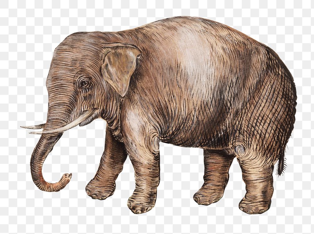 Vintage Asian elephant illustration
