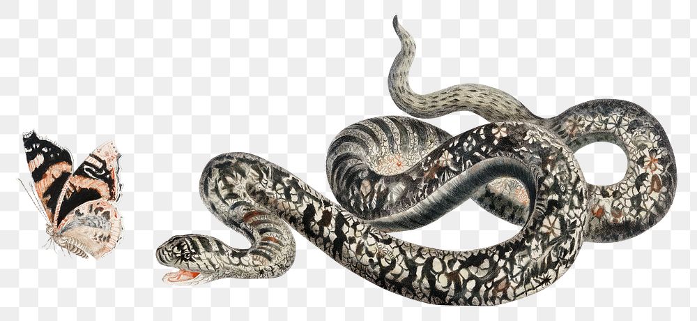 Snake png sticker wild animal illustration