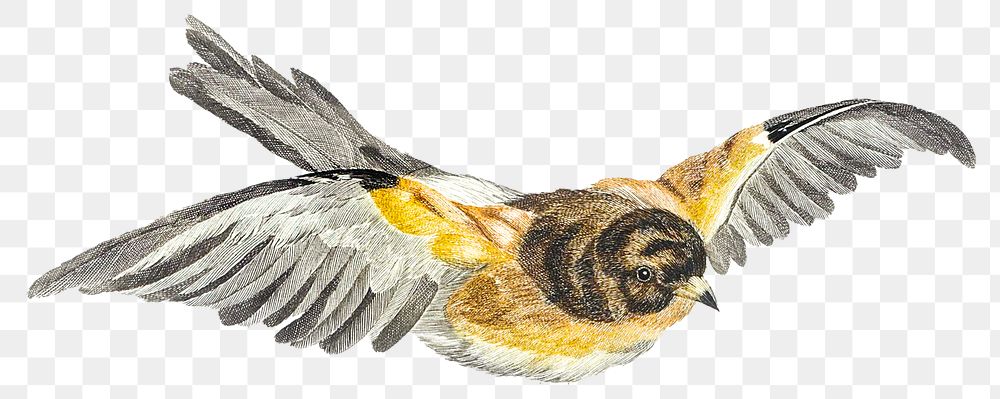 Vintage flying tufted titmouse png bird sticker hand drawn illustration