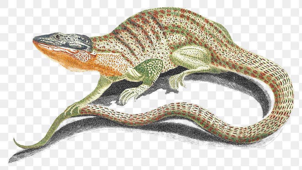 Png lizard sticker wild animal vintage illustration