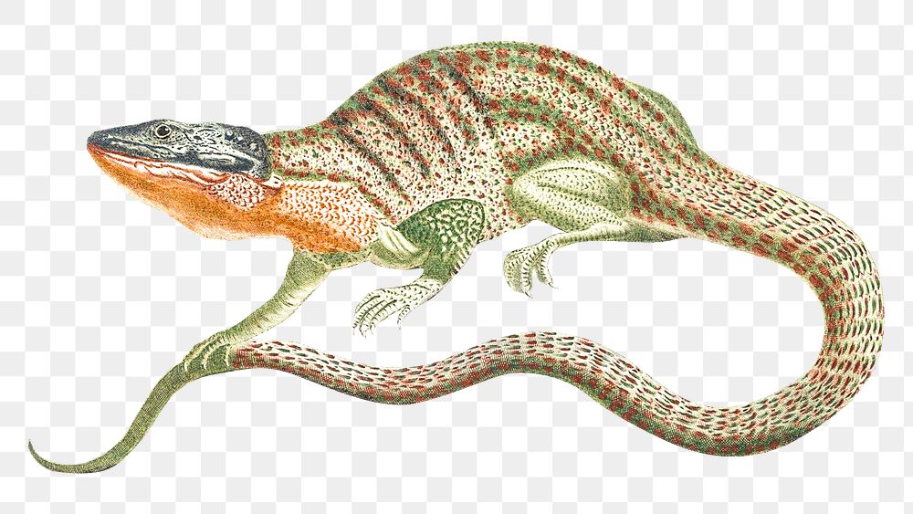 Lizard png sticker wild animal illustration