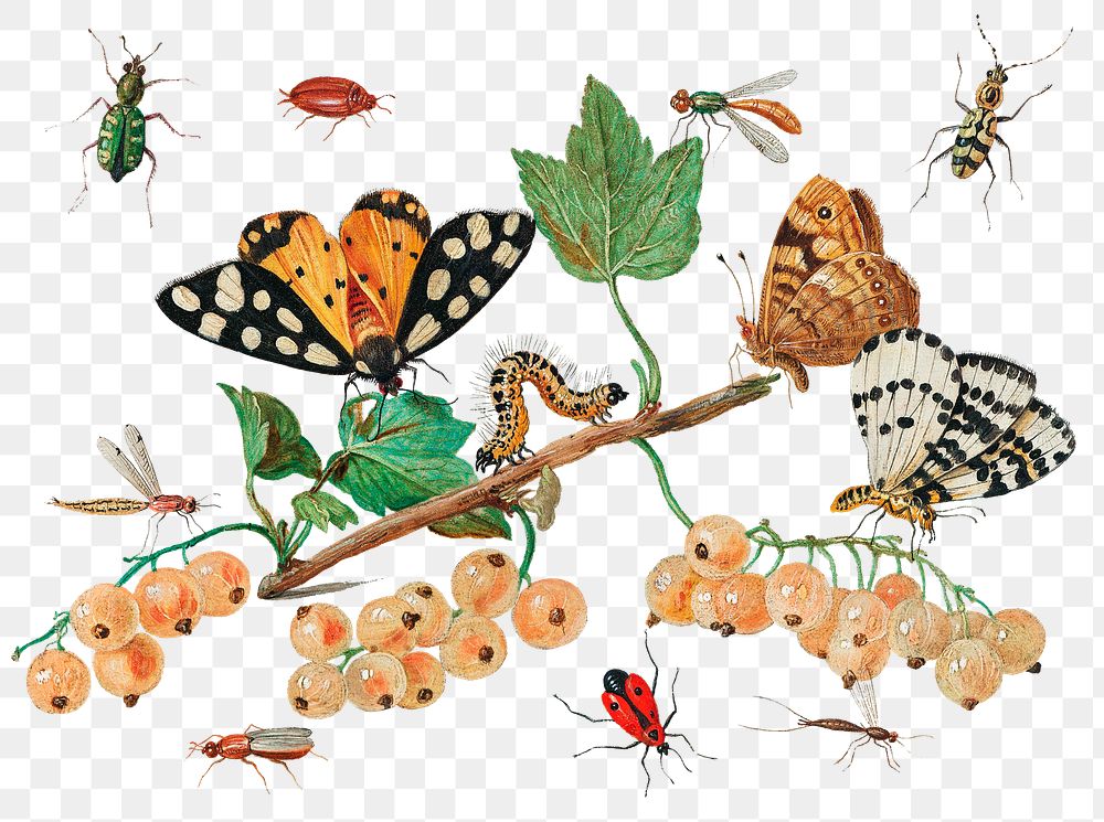 Vintage Insects and Fruits illustration transparent png