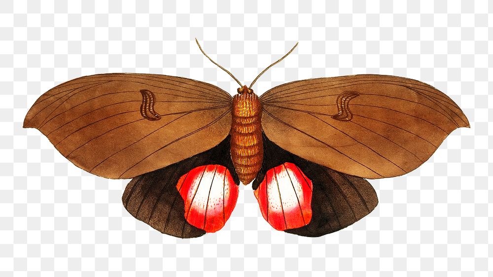Png augusta moth vintage illustration