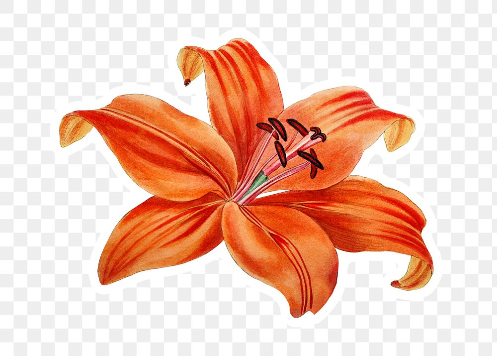 Floral illustration png orange lily flower cut out