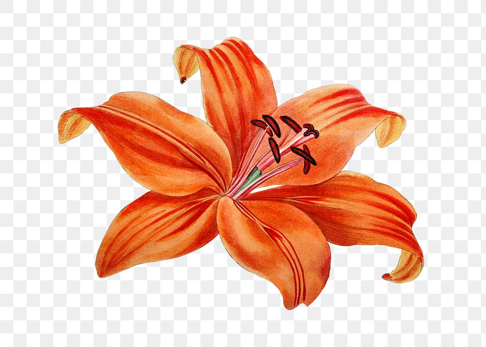Blooming lily flower png cut out illustrated