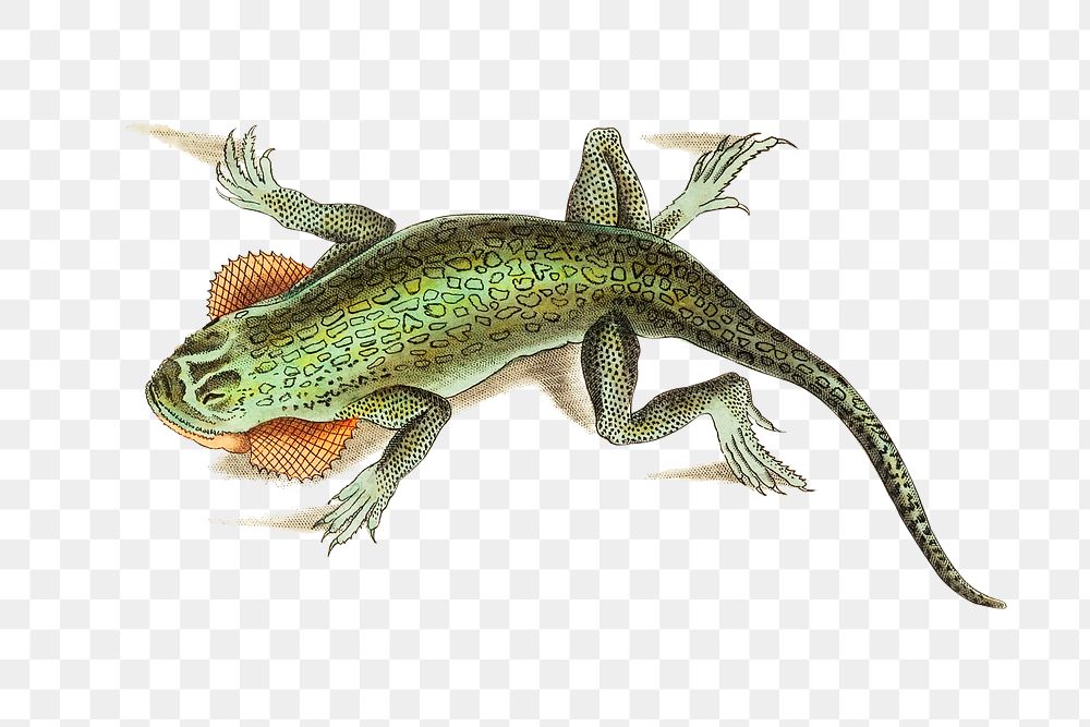 Png lobe cheeked lizard illustration 