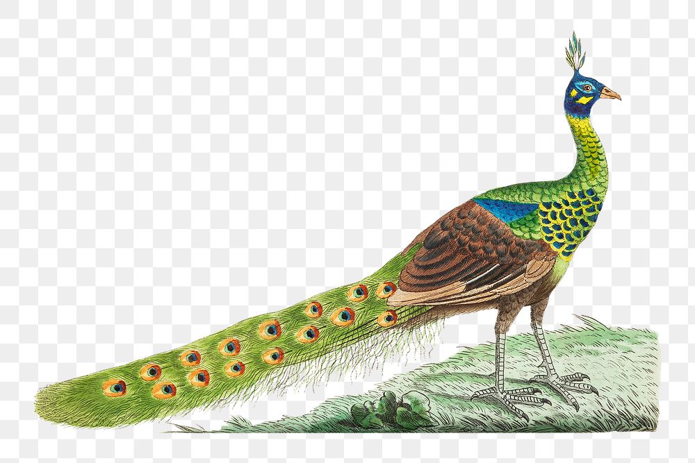 Png hand drawn spike crested peacock bird illustration