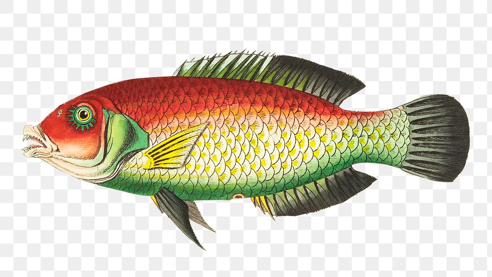 Png animal sticker purplish sparus fish illustration 