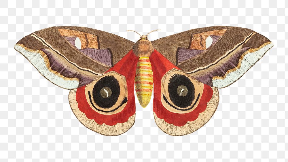 Png automeris Janus butterfly illustration