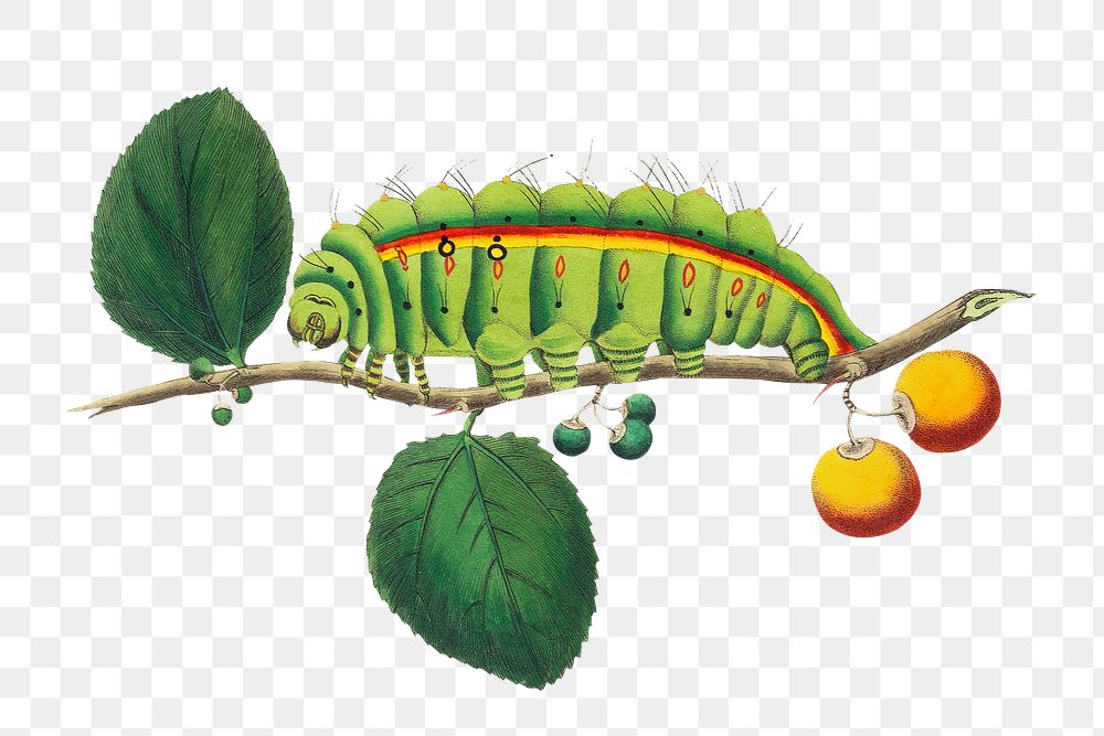 Png hand drawn south India tussore caterpillar clipart