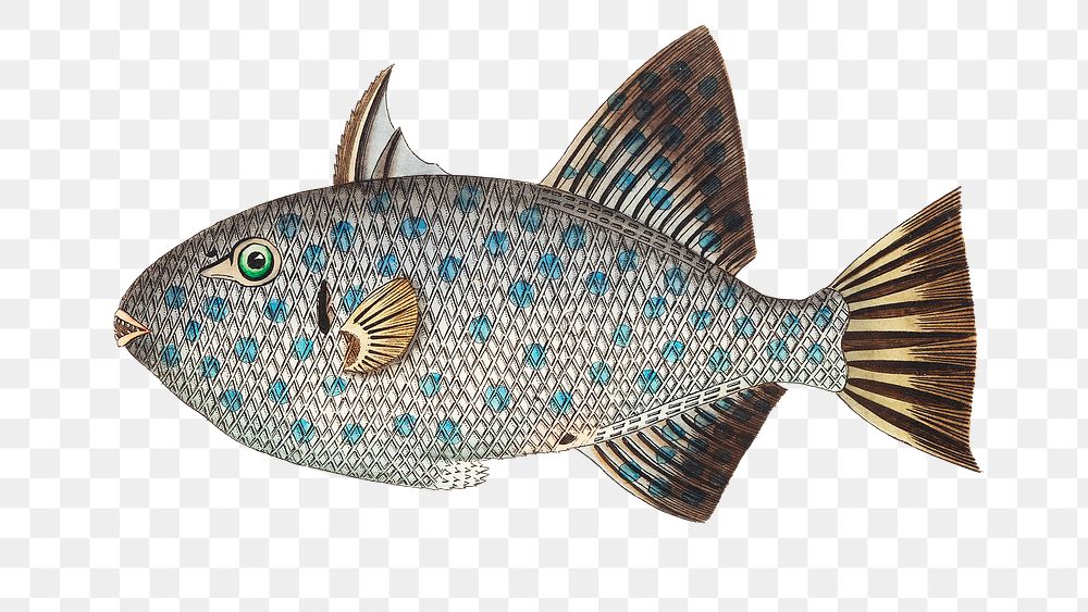 Png animal sticker spotted balisted fish illustration