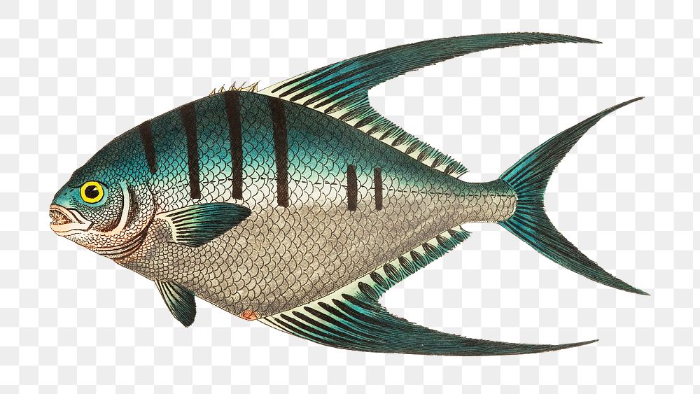 Png animal sticker glaucous chaetodon fish illustration 