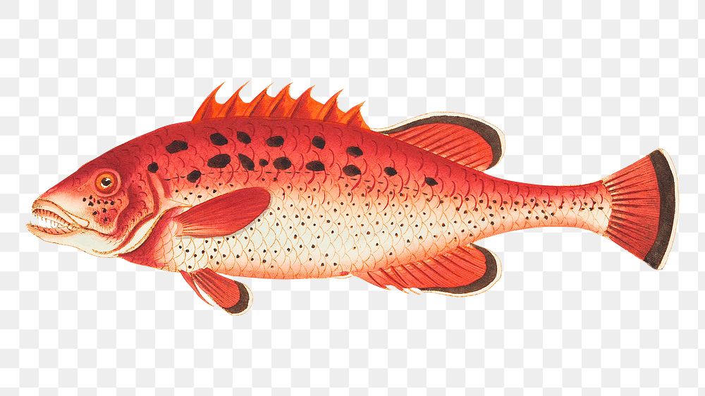 Png animal sticker apua bodian fish illustration 