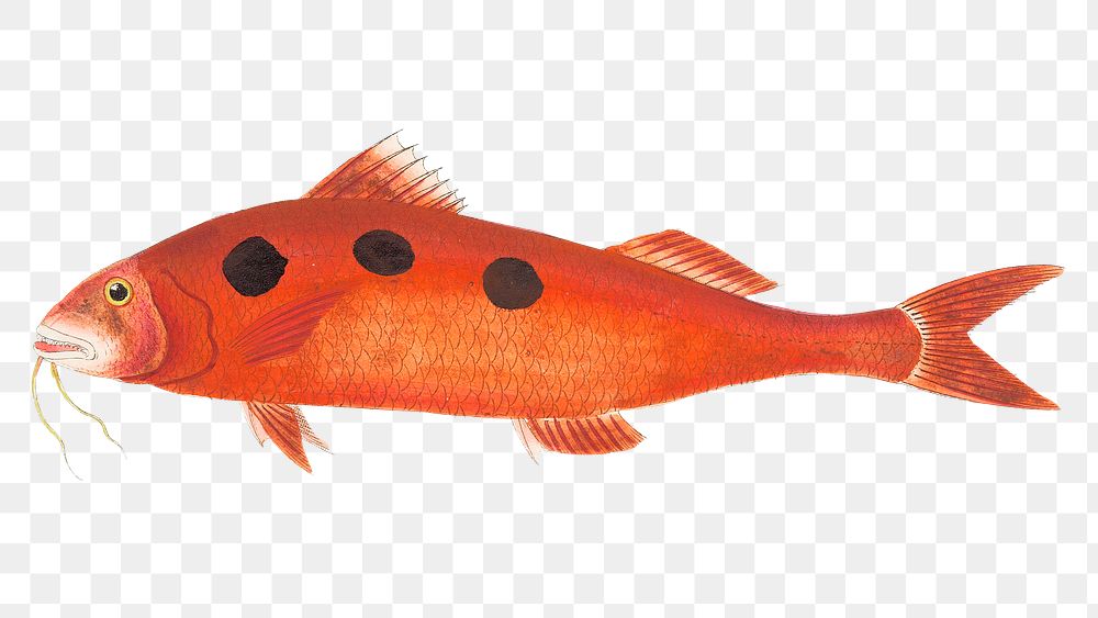 Png animal sticker red surmullet fish vintage illustration