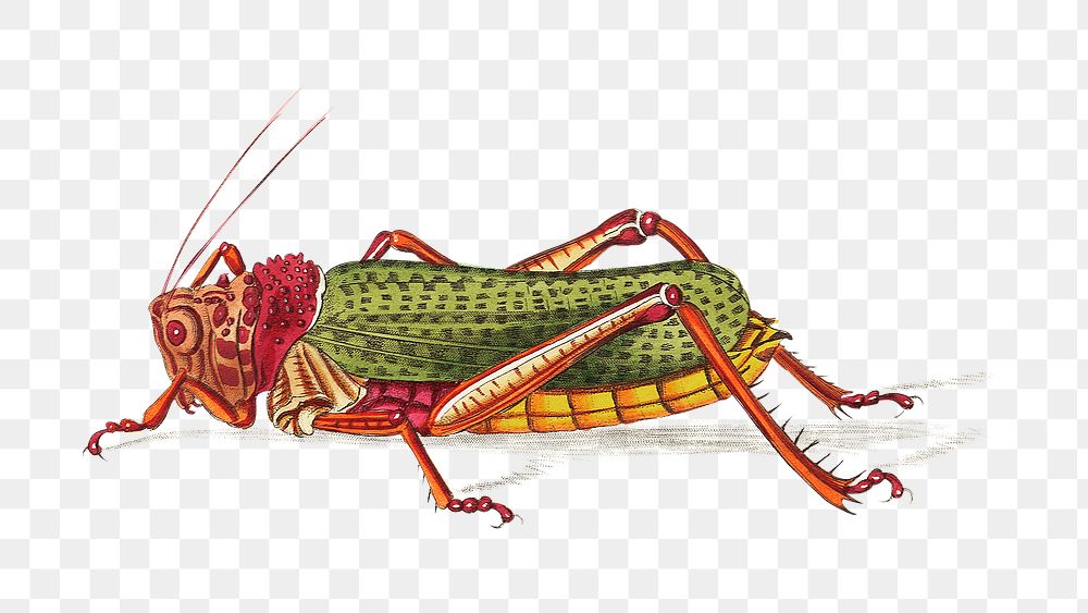 Png hand drawn granulated locust insect illustration